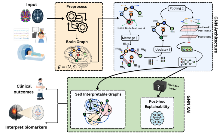 Explainable graph neural network workflow for brain connectivity, clinical outcomes and dementia biomarkers
